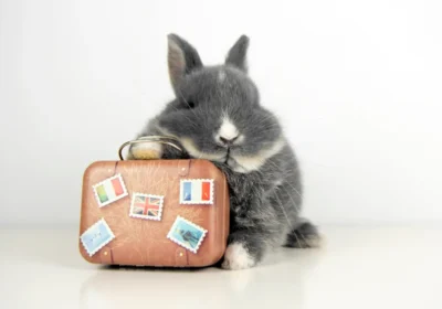 Travel App Hopper to Pay $35 Million FTC Settlement Over Hidden Fees
