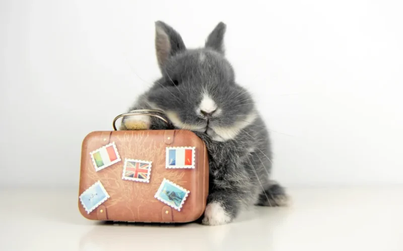 Travel App Hopper to Pay $35 Million FTC Settlement Over Hidden Fees